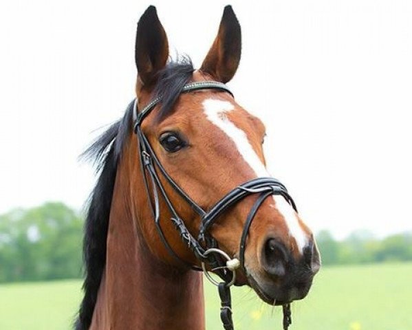 dressage horse Fiona von der Geest (Westphalian, 2007, from Fanconi 2)