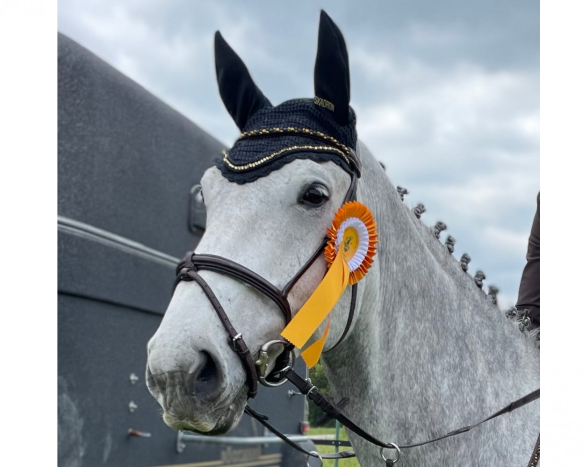 jumper Cellman's Caspari (German Sport Horse, 2017, from Cellman)