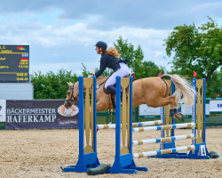 jumper Nimbus 2000 (German Riding Pony, 2006, from Heidbergs Nancho Nova)