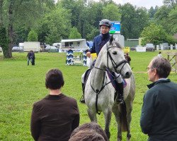 Springpferd Killbunny Cascabel (Irish Sport Horse, 2013, von Cobra)