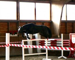 jumper Drunky (Oldenburg show jumper, 2019, from Dia Corrado)