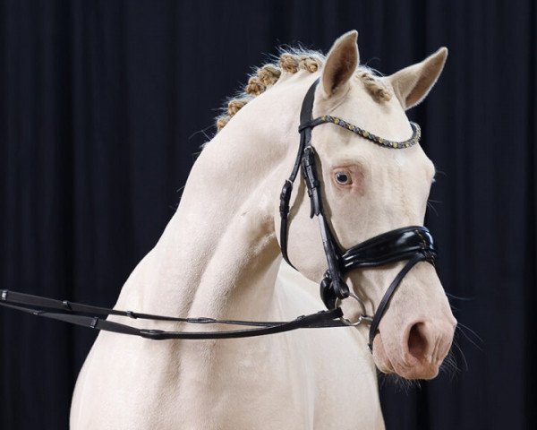 dressage horse Newlands Dancing Point (German Riding Pony, 2020, from Dating Point At)