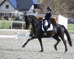 dressage horse Duzfreund 2 (Hanoverian, 2006, from Don Primero)