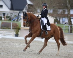 dressage horse Don Ricaro (Hanoverian, 2007, from Desperados FRH)