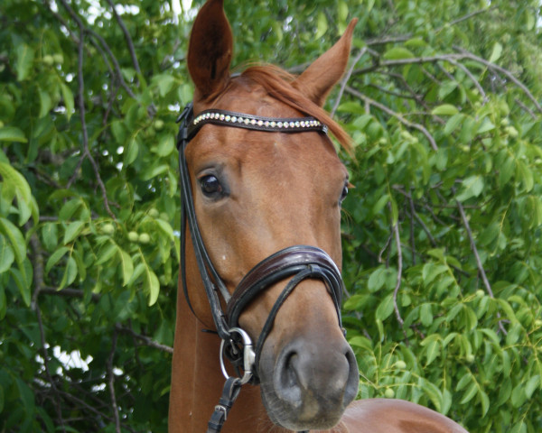 dressage horse Fusions Red (Hanoverian, 2018, from For Romance I)