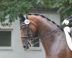 dressage horse Sagenhaft 2 (Westphalian, 1999, from Sir Schölling)