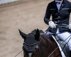 dressage horse Fibi's First Love (Hanoverian, 2017, from Fürsten-Look)