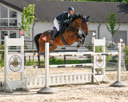 jumper Colanda 11 (Irish Sport Horse, 2015, from Colandro)