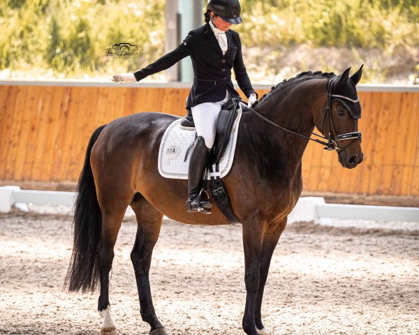 dressage horse Grazia Bella 3 (Westphalian, 2014, from Grey Flanell)