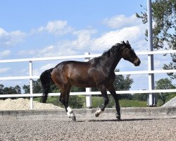 horse Rambo XXI (Hanoverian, 1996, from Raphael)