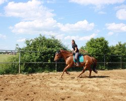 horse Campari (Bavarian, 2006, from Cosinus B)