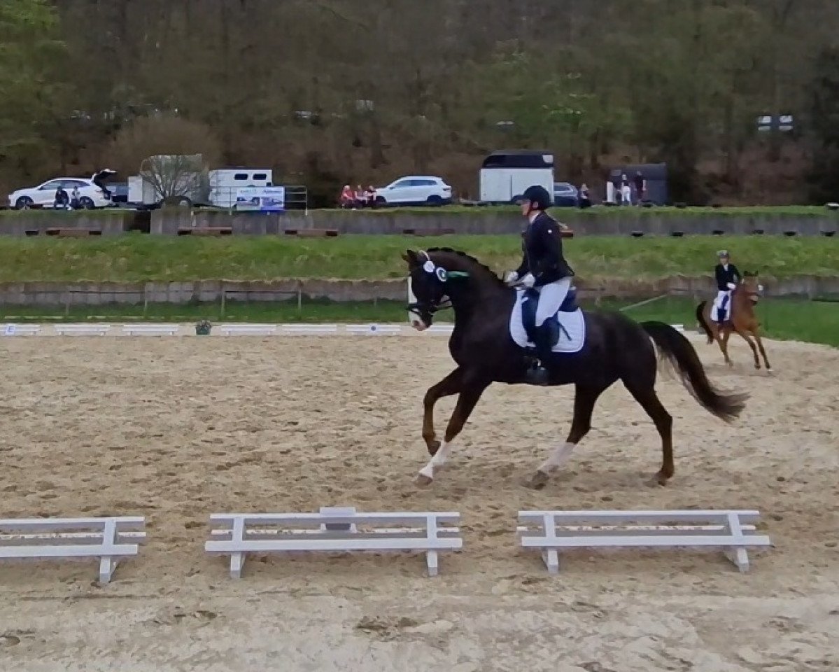 dressage horse Fürst Bumblebee (Hanoverian, 2012, from Foundation 2)