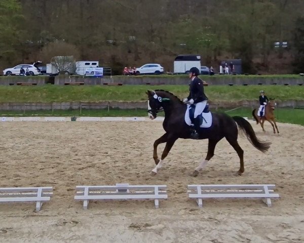 dressage horse Fürst Bumblebee (Hanoverian, 2012, from Foundation 2)