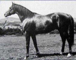 stallion Nearly A Hand xx (Thoroughbred, 1974, from Busted xx)