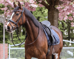 horse Riana 65 (Hanoverian, 2016, from Rotspon)