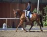 dressage horse Herr Hohenstein (Hanoverian, 2007, from Hochadel)