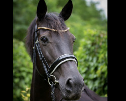 Zuchtstute Gørklintgårds Letitia (Dänisches Warmblut, 2005, von Don Schufro)