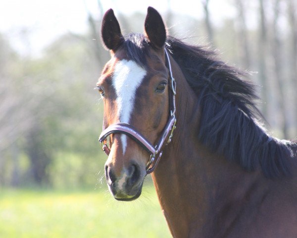 broodmare Felicia (Oldenburg, 2000, from Don Larino 171 FIN)