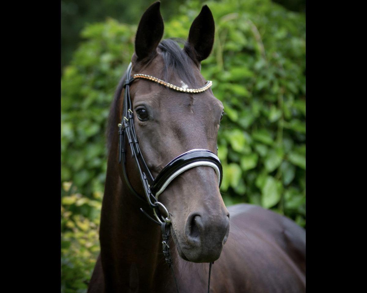 broodmare Sierra Rose (Hanoverian, 2008, from Stedinger)