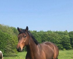 dressage horse Bellcanto 3 (Trakehner, 2014, from Glücksruf I)