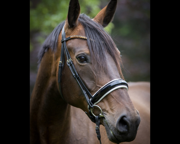 Zuchtstute Romanique (Oldenburger, 2010, von Sir Alfred)