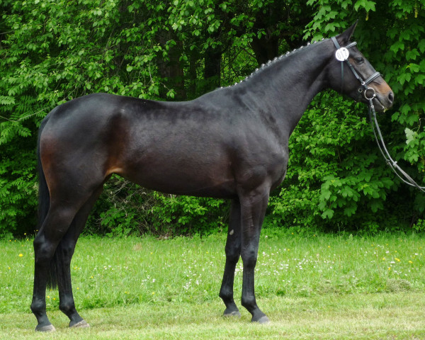 broodmare Sinatras Hope (Hanoverian, 2010, from Sinatra Song)