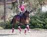 dressage horse BreFood's Fire on Ice (Hanoverian, 2011, from Feuerspiel)