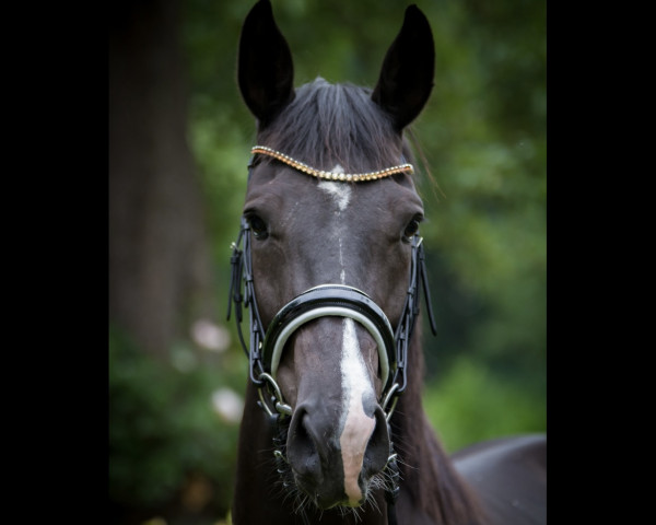 broodmare Santanyi H (Oldenburg, 2014, from San Amour I)