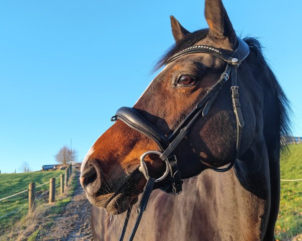 broodmare Colina (Westphalian, 2012, from Chike)