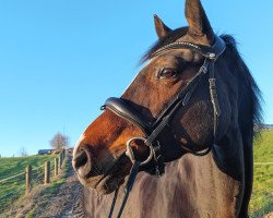 broodmare Colina (Westphalian, 2012, from Chike)