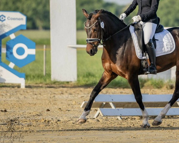 dressage horse Steendieks Princess (German Riding Pony, 2014, from Steendieks Morgensterns Dalai)