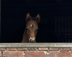 dressage horse Hengst von Fair Deal / Santo Domingo (Westphalian, 2023, from Fair Deal)