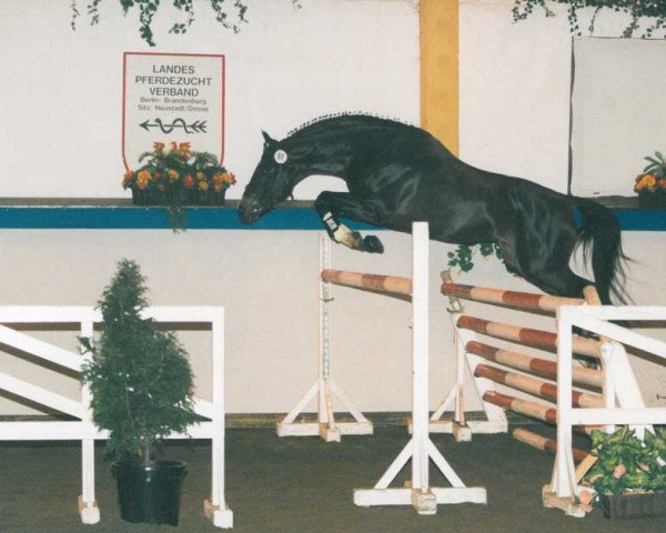 stallion Sadenio (Oldenburg, 1987, from Sandro)