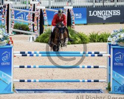 Deckhengst Diesel Gp du Bois Madame (Belgium Sporthorse, 2009, von Cassius)