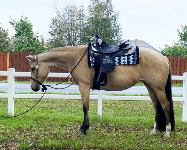 Pferd Jackys Good Impuls (Quarter Horse, 2014)