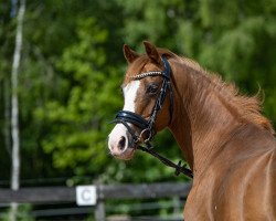 broodmare Nala 153 (German Riding Pony, 2006, from Nabucco R)