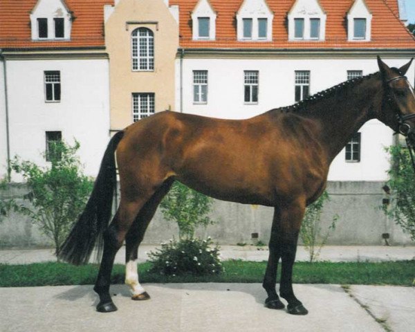 broodmare Sadine (Hanoverian, 1994, from Sadenio)