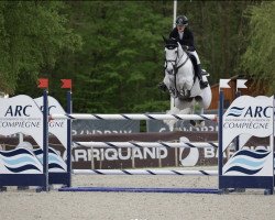 jumper Beau van de Hagenhorst Z (Zangersheide riding horse, 2012, from Big Star Jr KZ)