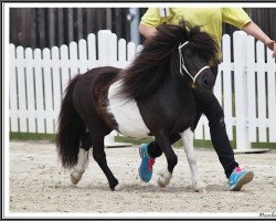 broodmare Harlette v.d. Kralen (Shetland pony (under 87 cm), 2014, from Antoine de Boullion)