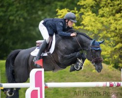 Springpferd Big Star Jr KZ (Zangersheide Reitpferd, 2009, von Big Star)