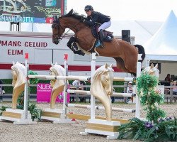 jumper My Bravo Boy PS (Oldenburg show jumper, 2014, from HH Messenger)