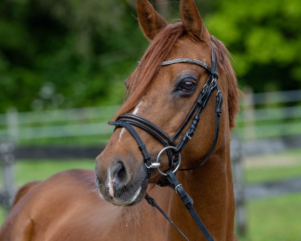 broodmare Classic Nordic Touch (German Riding Pony, 2009, from Northern Dancer)