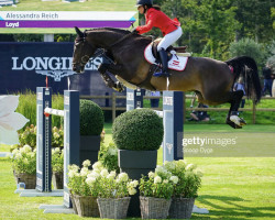 jumper Loyd (Belgian Warmblood, 2011, from Zacharov Tn)