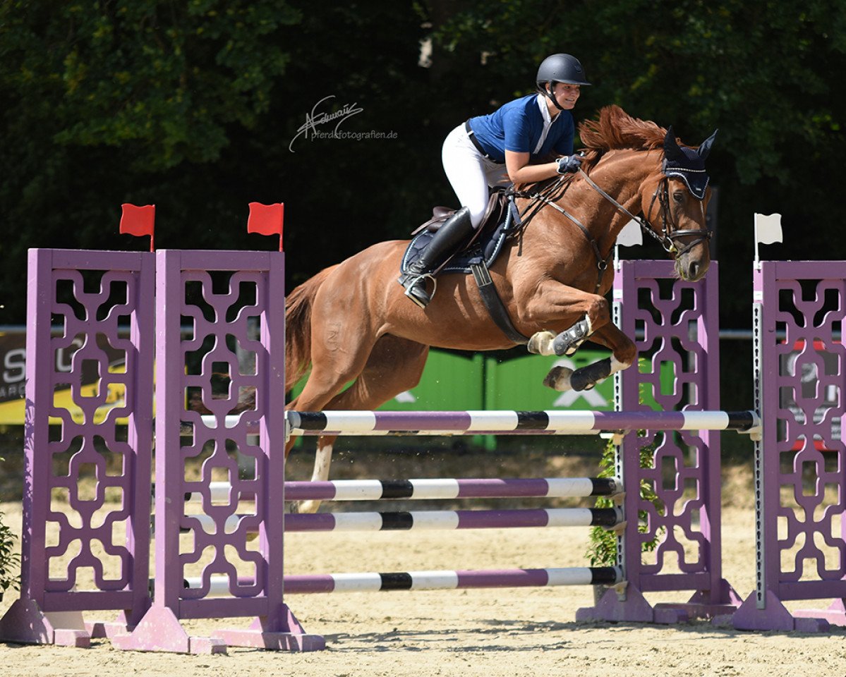 Springpferd Georgina Z (Zangersheide Reitpferd, 2016, von George Z)