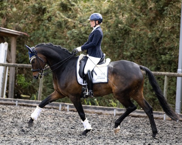 dressage horse Just A Dream 3 (Royal Warmblood Studbook of the Netherlands (KWPN), 2014, from Glock's Dream Boy)