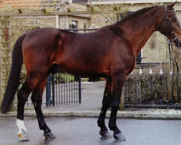 stallion Chin Chin (Holsteiner, 1978, from Constant)