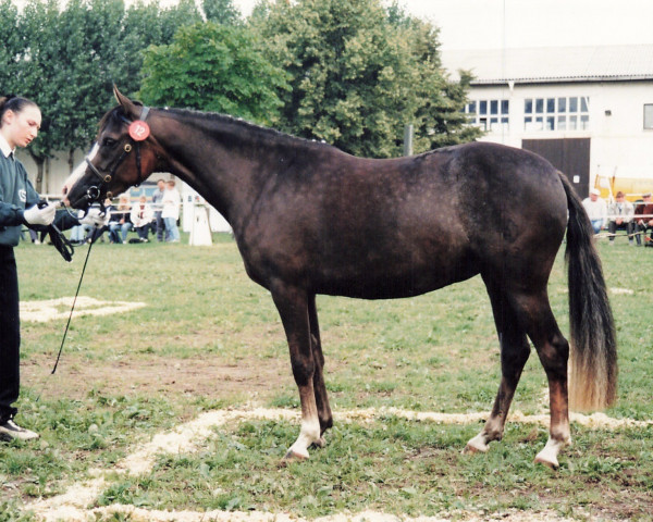 Zuchtstute Virginia (Welsh Pony (Sek.B), 1995, von Downland Donner)