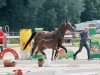 broodmare Evita II TS (Westphalian, 2017, from Estobar NRW)