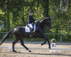 dressage horse Nymphenburgs Disco Fox (Hanoverian, 2012, from Don Index)