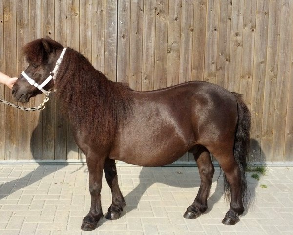 dressage horse Paulchen (Shetland Pony, 1991)